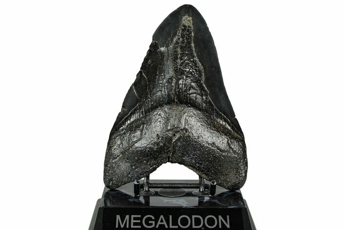 Bargain, Fossil Megalodon Tooth - South Carolina #328977